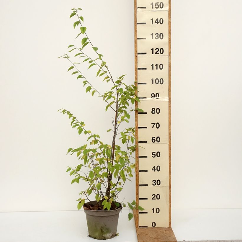 Exemplar von Europäische Hopfenbuche - Ostrya carpinifolia Topf mit 7,5L/10L wie im Herbst geliefert