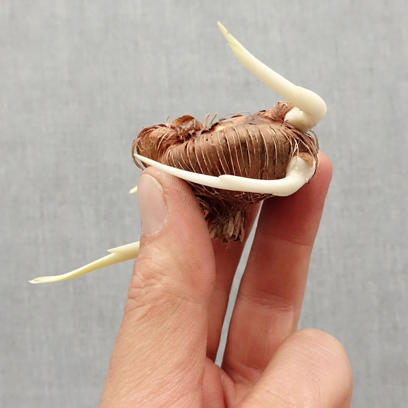 Exemplar von Chasmanthe floribunda - Rachenlilie Zwiebel Kaliber/Größe I wie im Frühjahr geliefert