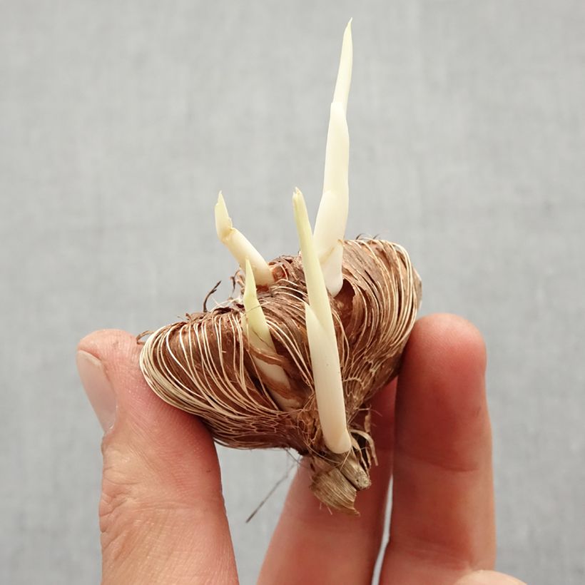 Exemplar von Chasmanthe floribunda Duckittii - Rachenlilie Zwiebel Kaliber/Größe I wie im Frühjahr geliefert