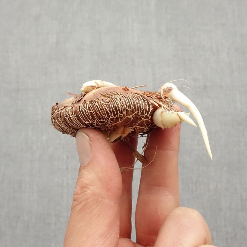 Exemplar von Chasmanthe floribunda Saturnus - Rachenlilie Zwiebel Kaliber/Größe 14+ wie im Frühjahr geliefert