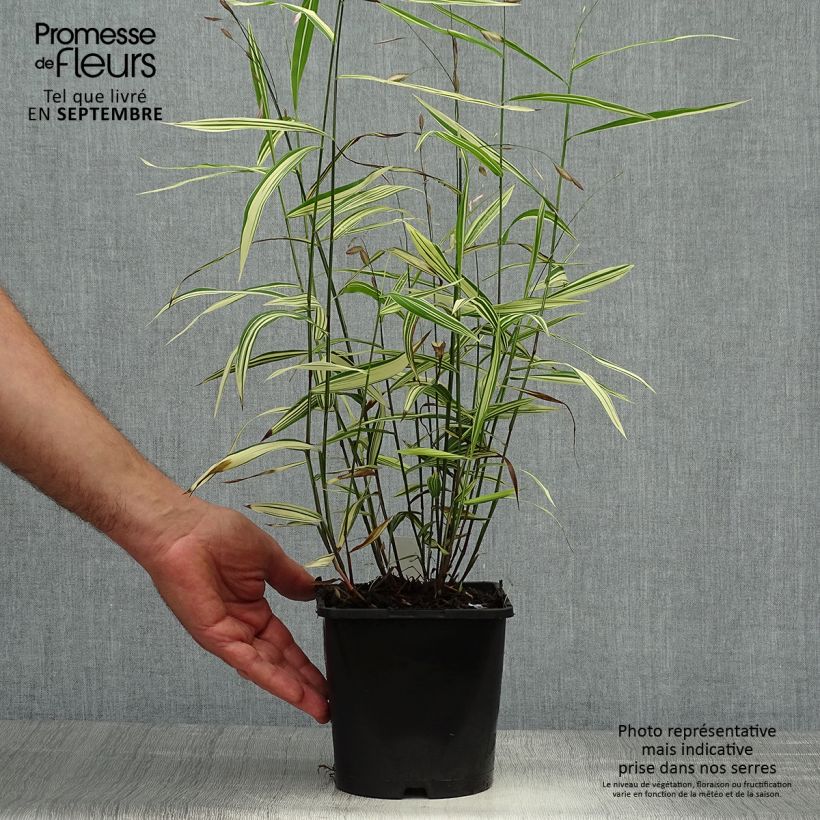 Exemplar von Chasmanthium latifolium River Mist - Plattähren-Gras Topf mit 2L/3L wie im Herbst geliefert