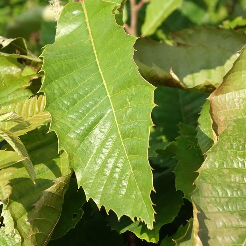 Esskastanie Marsol - Castanea sativa (Laub)