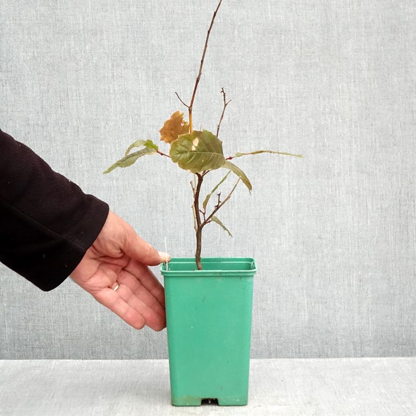 Exemplar von Esskastanie Marsol - Castanea sativa Topf mit 2L/3L wie im Herbst geliefert