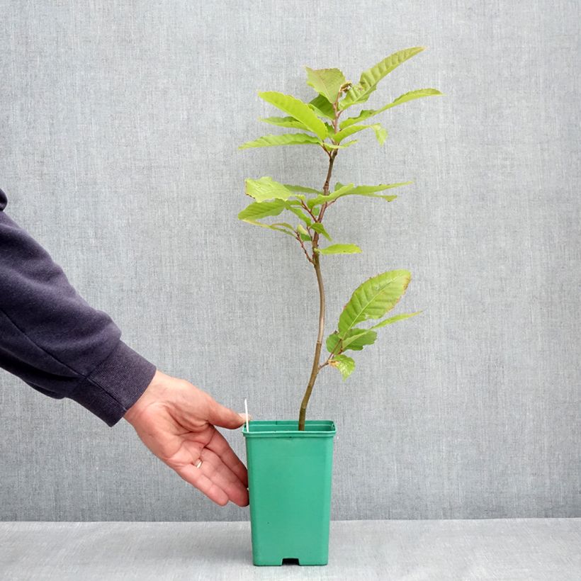 Exemplar von Esskastanie Marsol - Castanea sativa Topf mit 2L/3L wie im Frühjahr geliefert