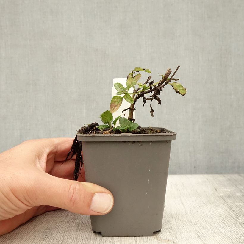 Exemplar von Kahle Katzenminze Anne's Choice - Nepeta nuda Kleine Töpfe von 8/9 cm wie im Herbst geliefert