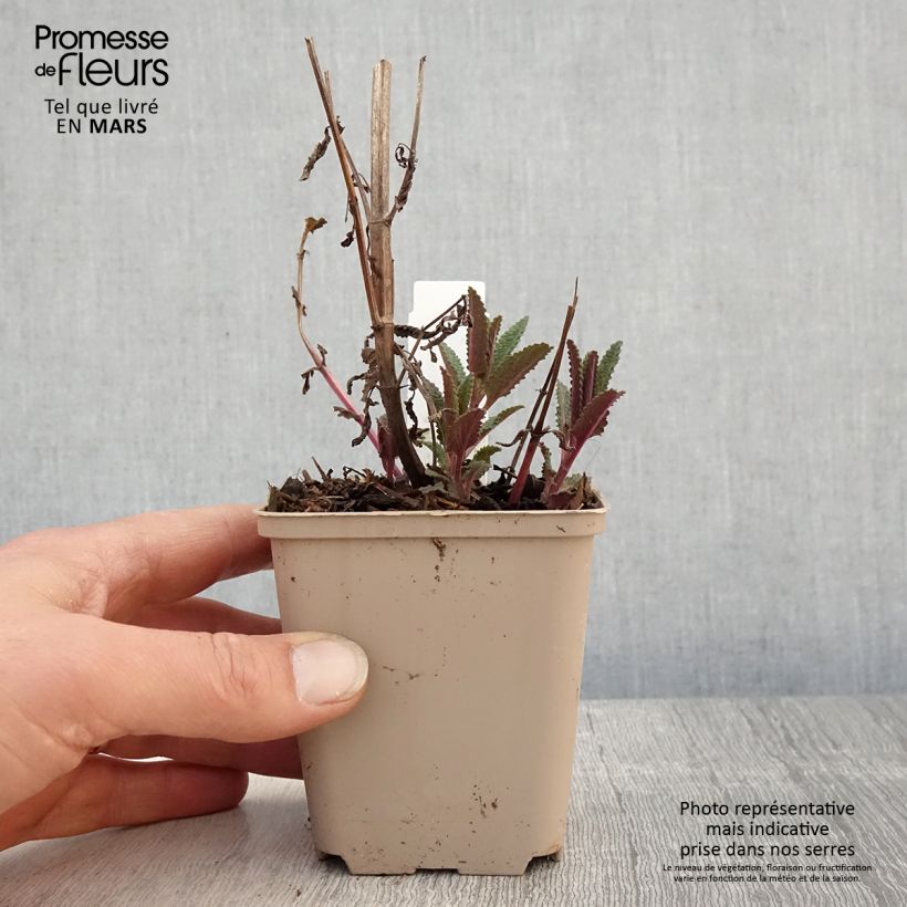 Exemplar von Kahle Katzenminze Anne's Choice - Nepeta nuda Kleine Töpfe von 8/9 cm wie im Frühjahr geliefert