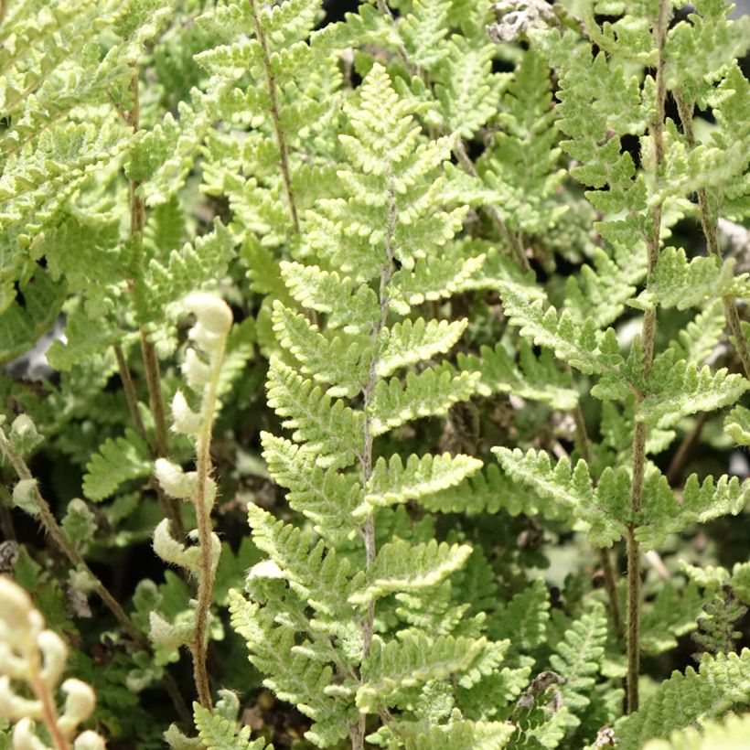 Cheilanthes lanosa Cimbra - Lippenfarn (Laub)