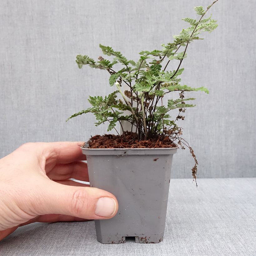 Exemplar von Cheilanthes lanosa Cimbra - Fougère Godet de 8/9 cm wie im Winter geliefert