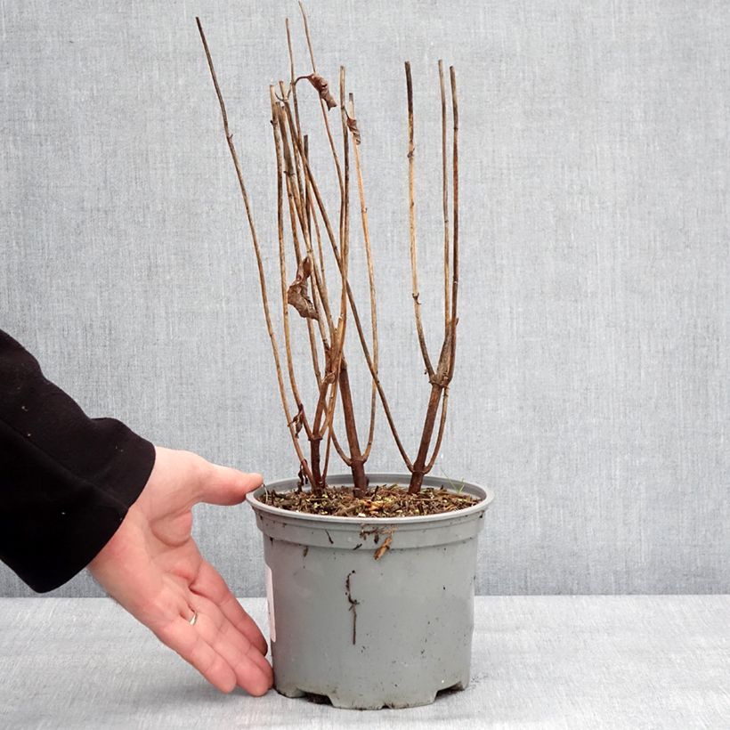 Example of Chelone obliqua - Schildblume Topf mit 2L/3L as you get in hiver