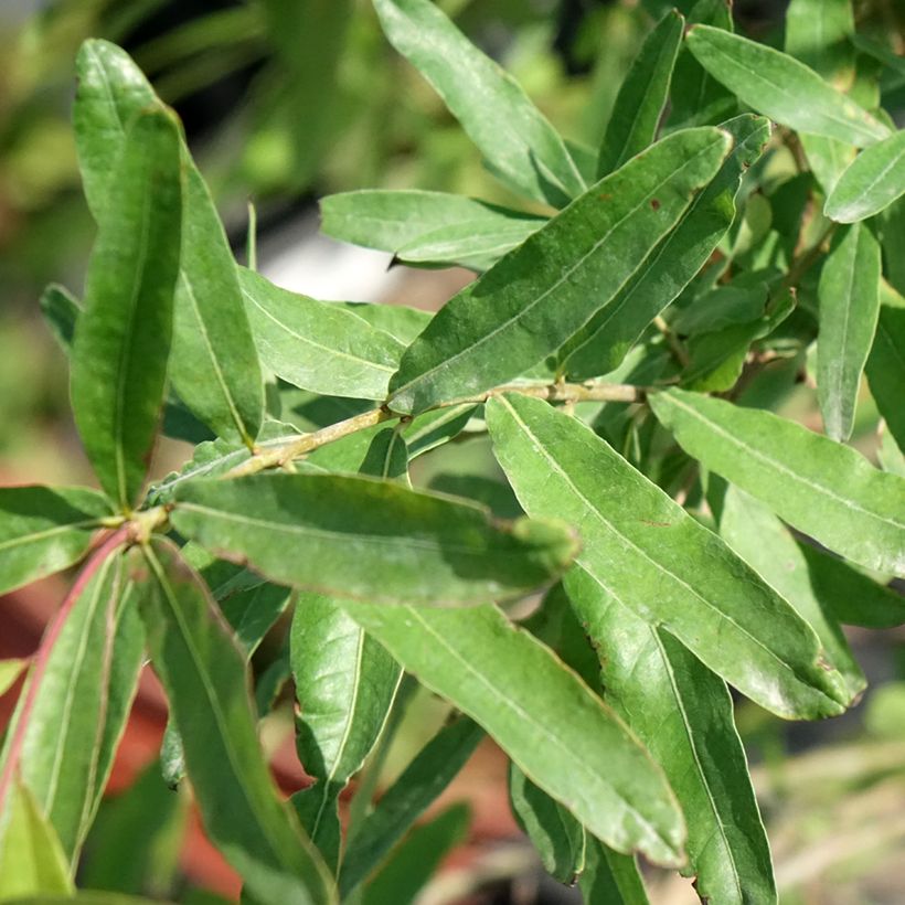 Quercus phellos - Weiden-Eiche (Laub)
