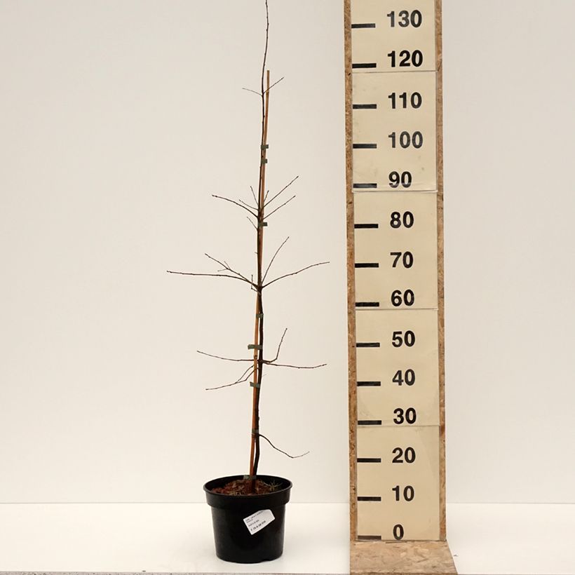Exemplar von Quercus phellos - Weiden-Eiche Topf mit 4L/5L wie im Winter geliefert