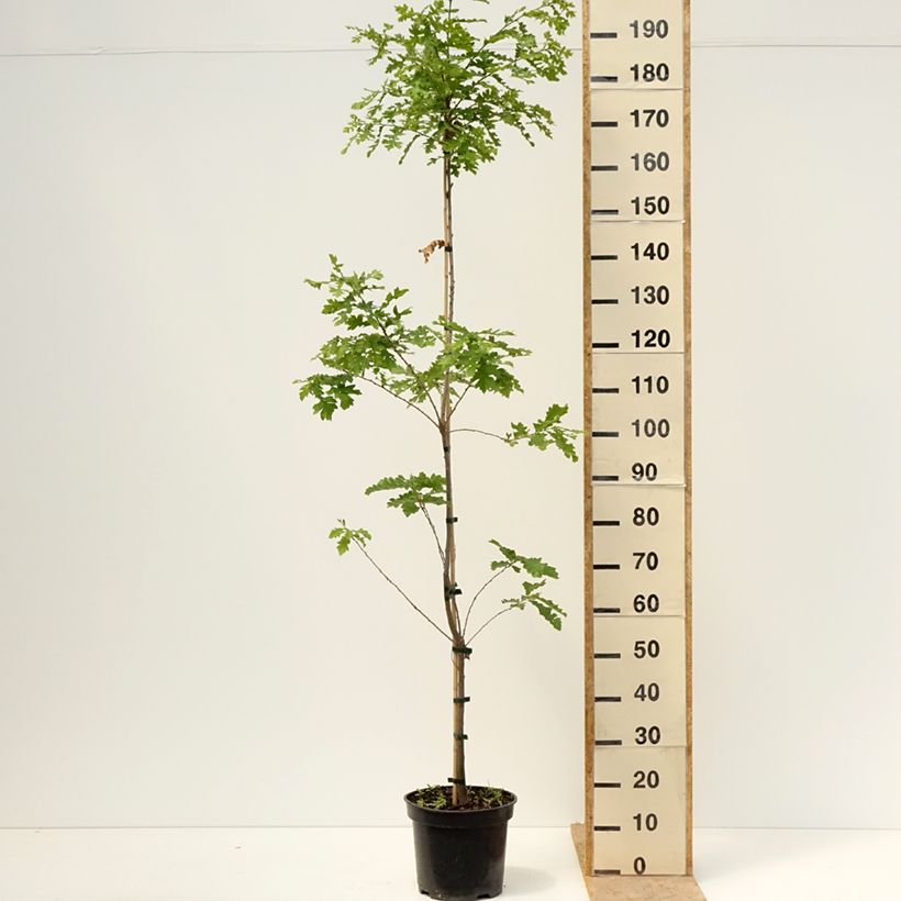 Exemplar von Quercus cerris Curly Head - Zerr-Eiche Topf mit 7,5L/10L wie im Frühjahr geliefert