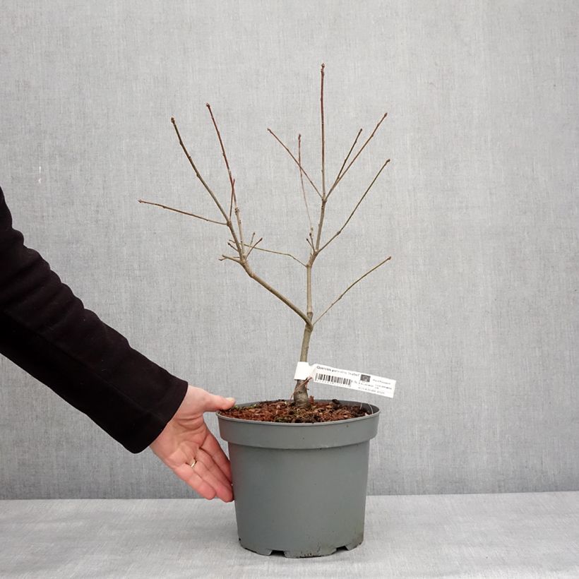 Exemplar von Chêne des marais nain - Quercus palustris Isabel Pot de 4L/5L wie im Winter geliefert