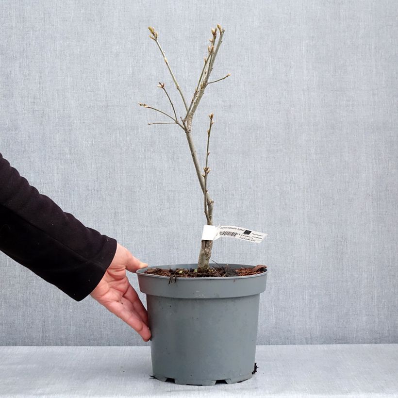 Example of Quercus palustris Isabel - Sumpf-Eiche Topf mit 4L/5L as you get in printemps