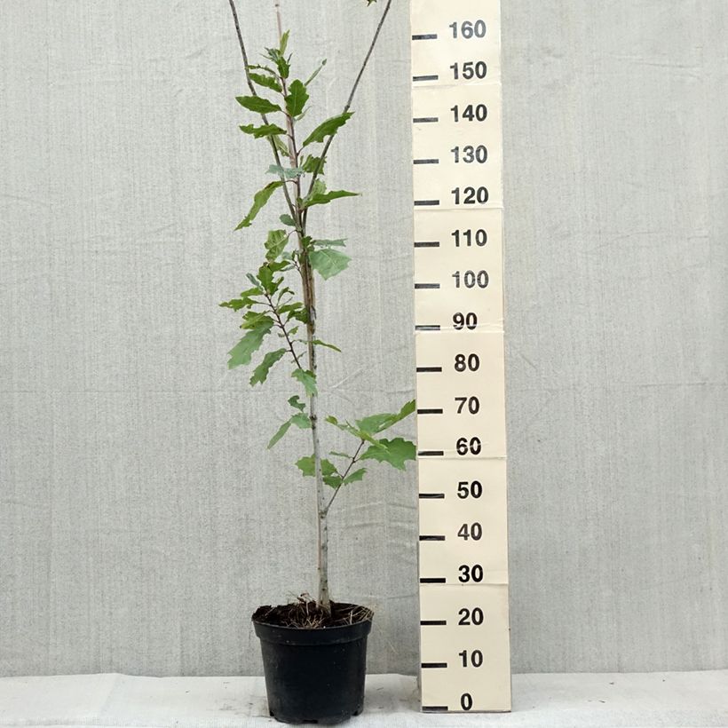 Exemplar von Quercus palustris Betty Jean - Sumpf-Eiche Topf mit 4L/5L wie im Sommer geliefert