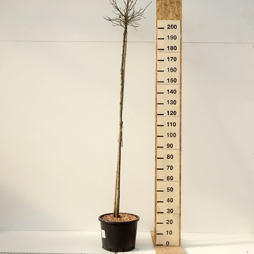 Exemplar von Quercus palustris Green Dwarf - Sumpf-Eiche Topf mit 18L/20L wie im Winter geliefert