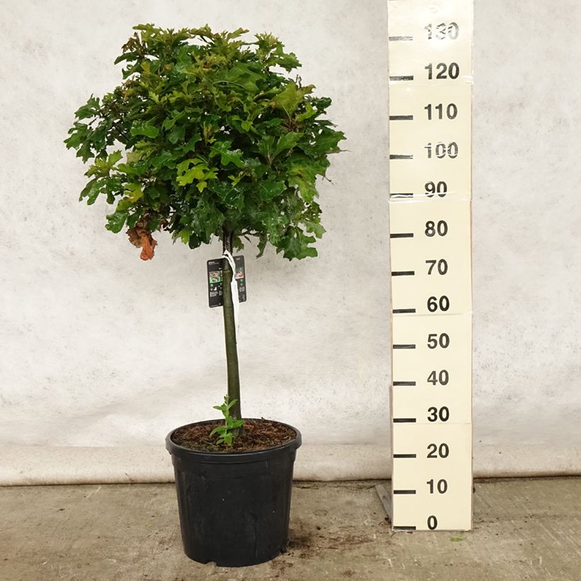 Exemplar von Quercus palustris Green Dwarf - Sumpf-Eiche Topf mit 18L/20L, Stamm wie im Sommer geliefert