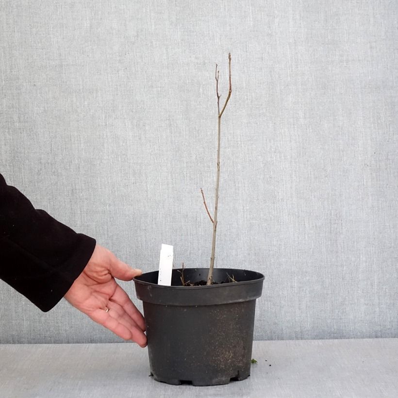 Example of Quercus palustris - Sumpf-Eiche Topf mit 3L/4L as you get in printemps