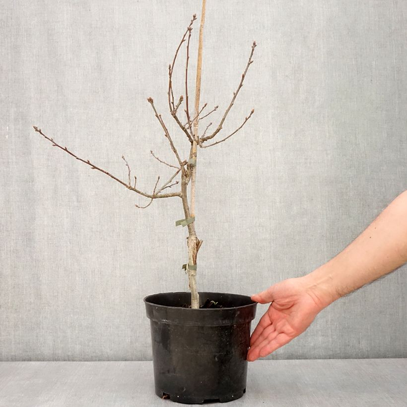 Exemplar von Quercus robur Atropurpurea - Stiel-Eiche Topf mit 4L/5L wie im Frühjahr geliefert