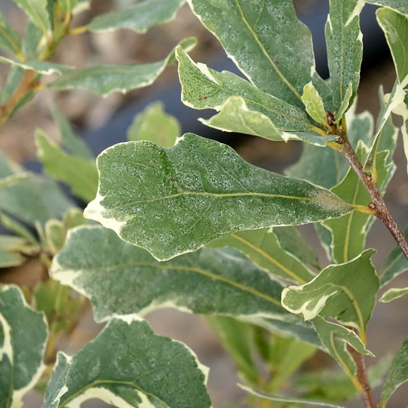 Quercus robur Argenteomarginata - Stiel-Eiche (Foliage)