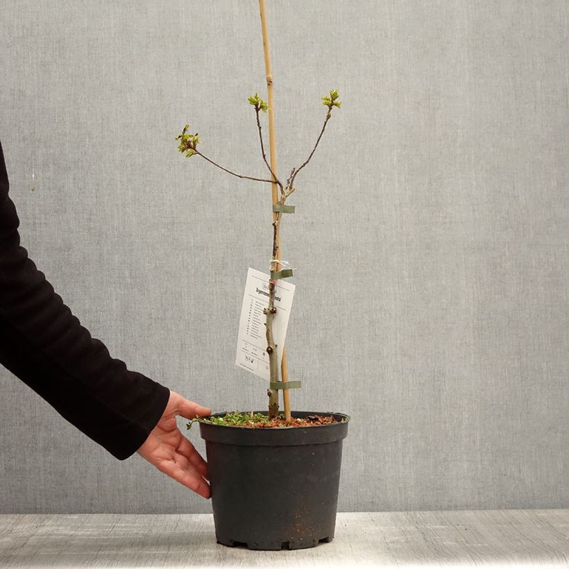 Example of Quercus robur Argenteomarginata - Stiel-Eiche Topf mit 4L/5L as you get in printemps