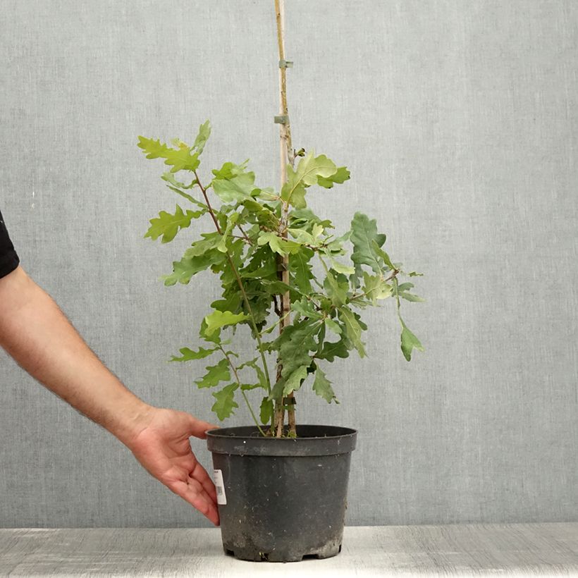 Exemplar von Quercus robur Jan Zamoyski - Stiel-Eiche Topf mit 4L/5L wie im Sommer geliefert