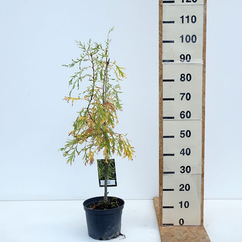 Exemplar von Quercus robur Posnania - Stiel-Eiche Topf mit 4L/5L wie im Herbst geliefert