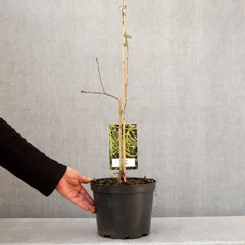 Example of Quercus robur Posnania - Stiel-Eiche Topf mit 4L/5L as you get in printemps