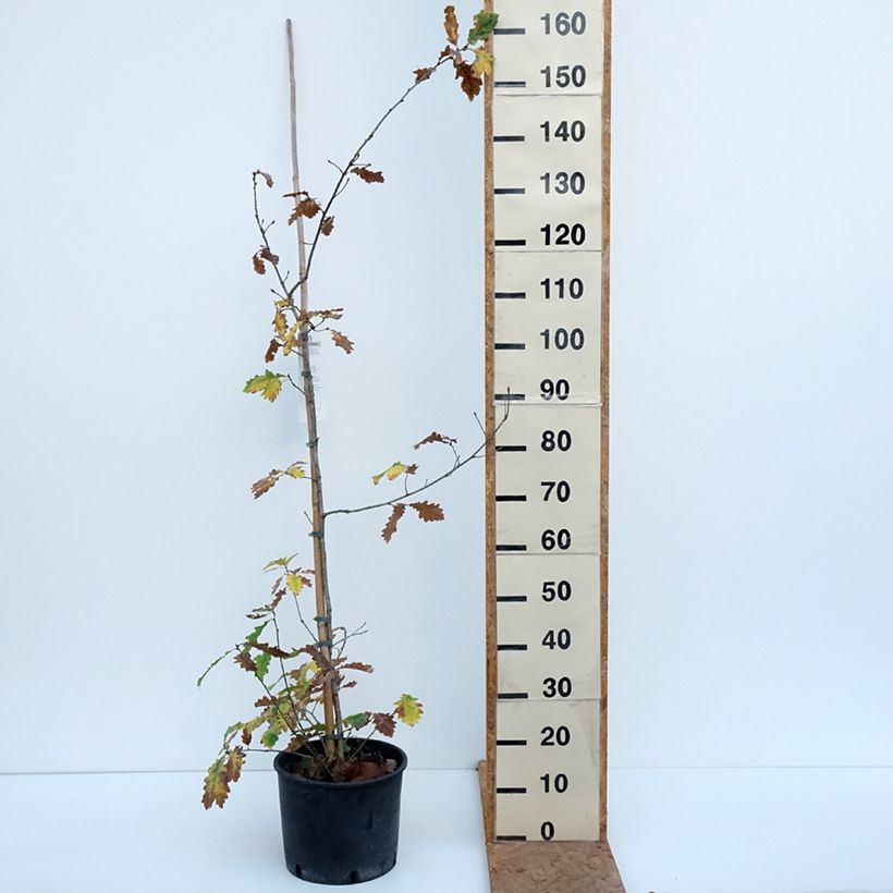 Exemplar von Quercus robur - Stiel-Eiche Topf mit 7,5L/10L wie im Herbst geliefert