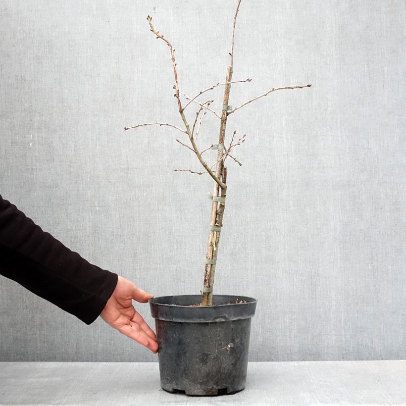 Exemplar von Chêne pédonculé - Quercus robur Variegata Topf mit 4L/5L wie im Frühjahr geliefert