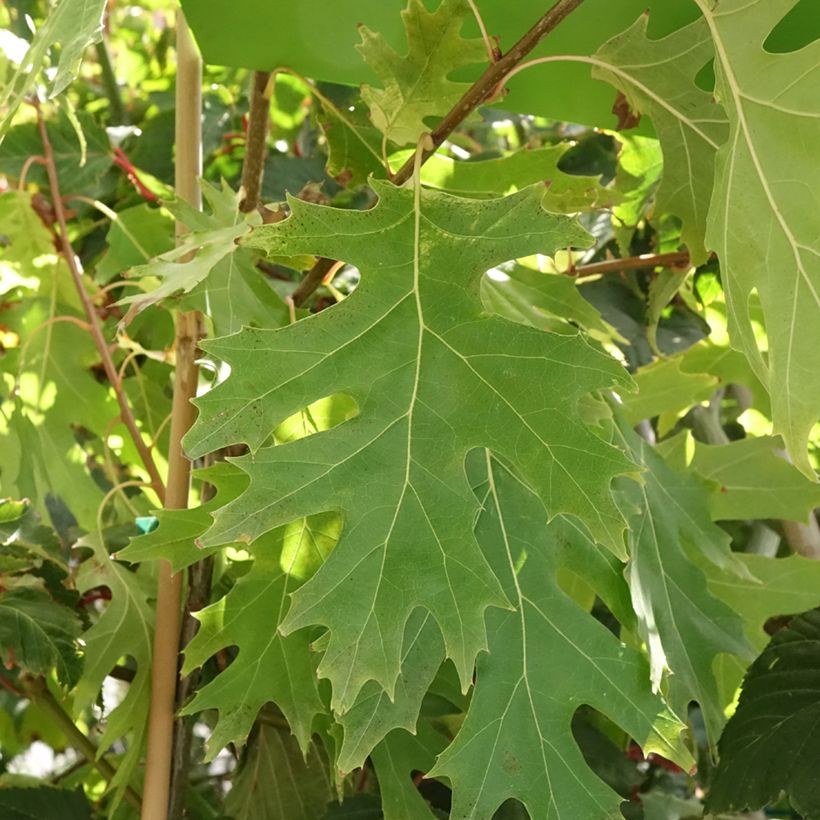 Quercus rubra Boltes Gold - Roteiche (Foliage)