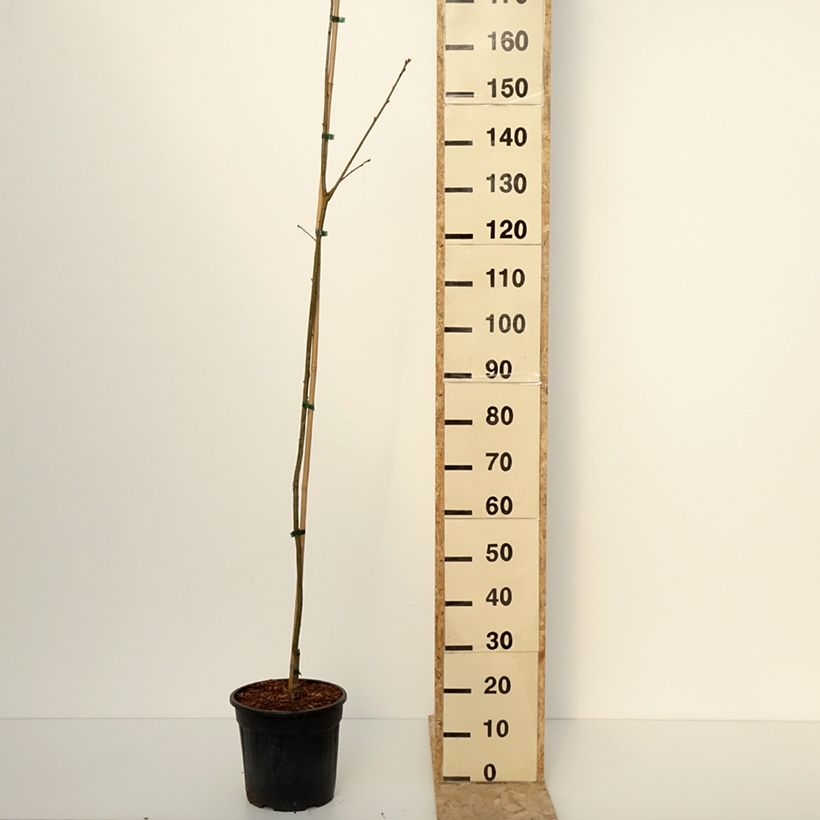 Exemplar von Chêne rouge d'Amérique – Quercus rubra Boltes Gold Pot de 7,5L/10L wie im Winter geliefert