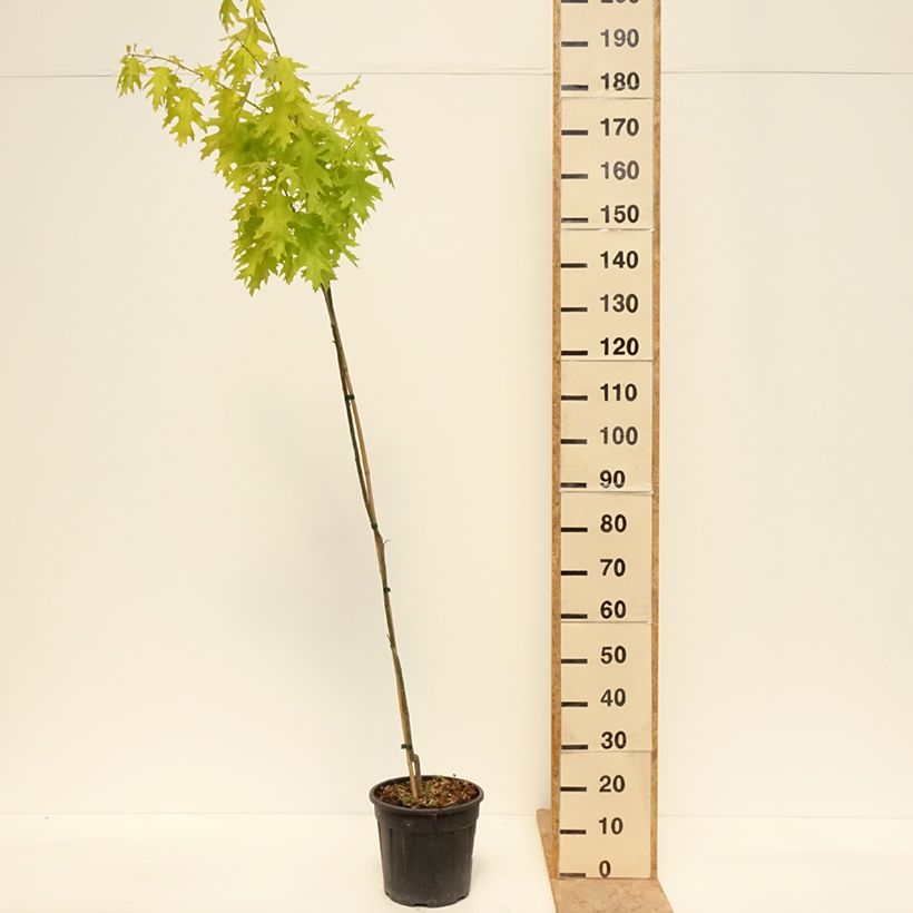 Example of Quercus rubra Boltes Gold - Roteiche Topf mit 7,5L/10L as you get in printemps