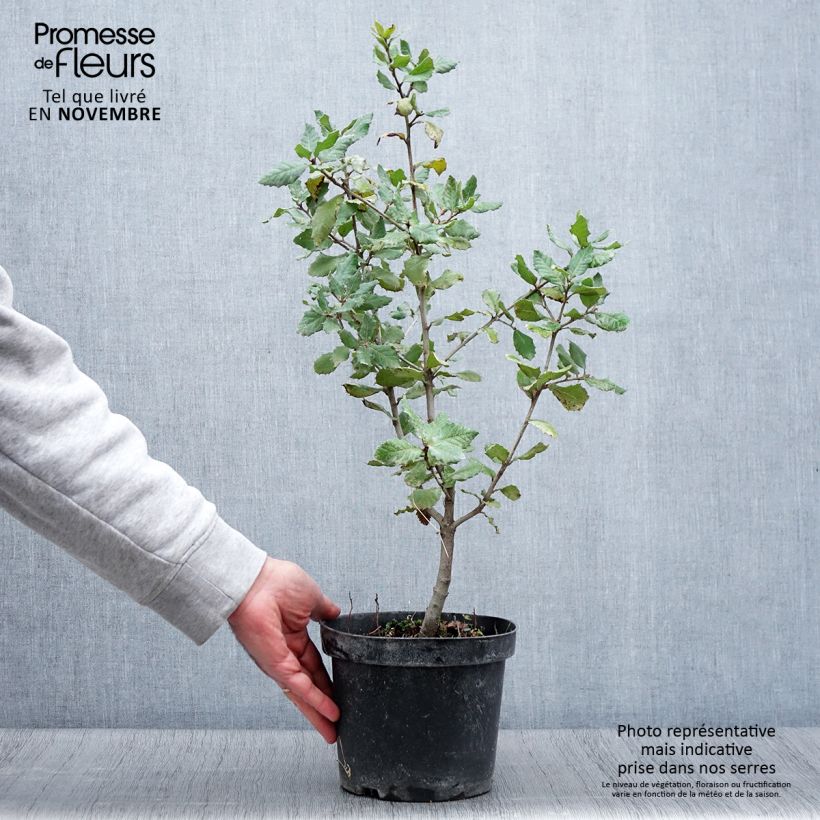 Exemplar von Quercus ilex - Stein-Eiche Topf mit 3L/4L, Strauch wie im Herbst geliefert
