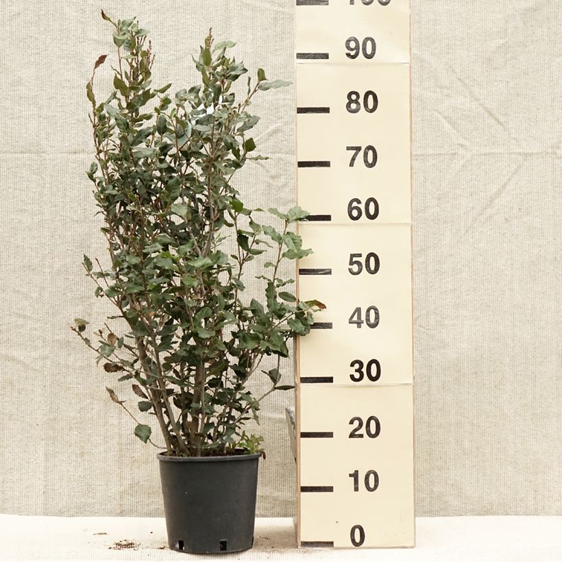Exemplar von Quercus ilex - Stein-Eiche Topf mit 3L/4L, Strauch wie im Frühjahr geliefert