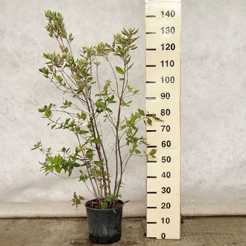 Exemplar von Quercus ilex - Stein-Eiche Topf mit 6L/7L, Strauch wie im Sommer geliefert