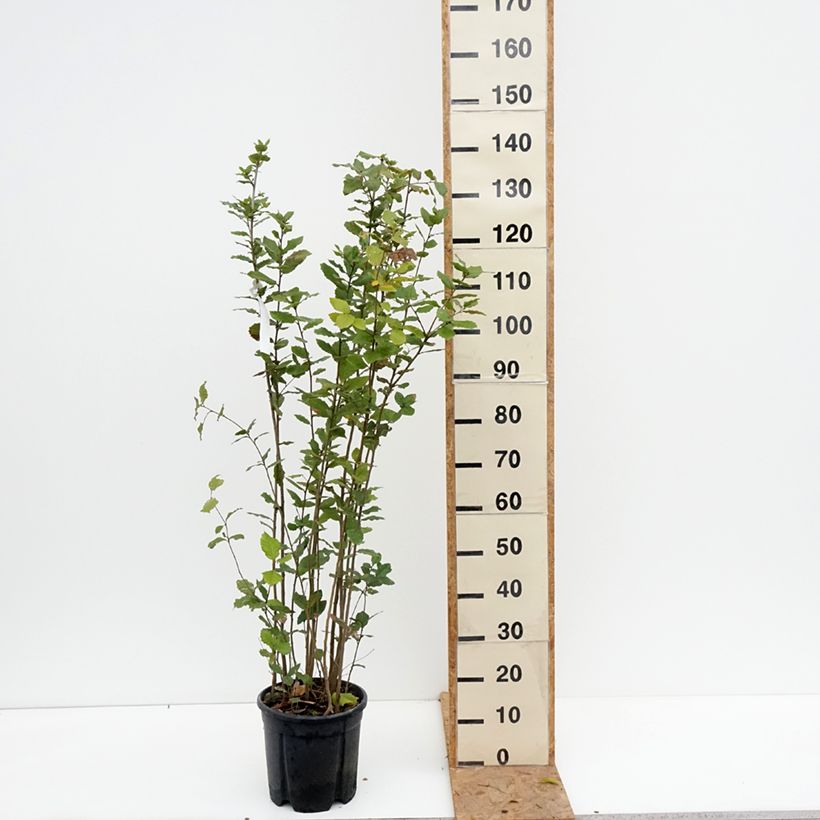 Exemplar von Quercus ilex - Stein-Eiche Topf mit 7,5L/10L wie im Herbst geliefert