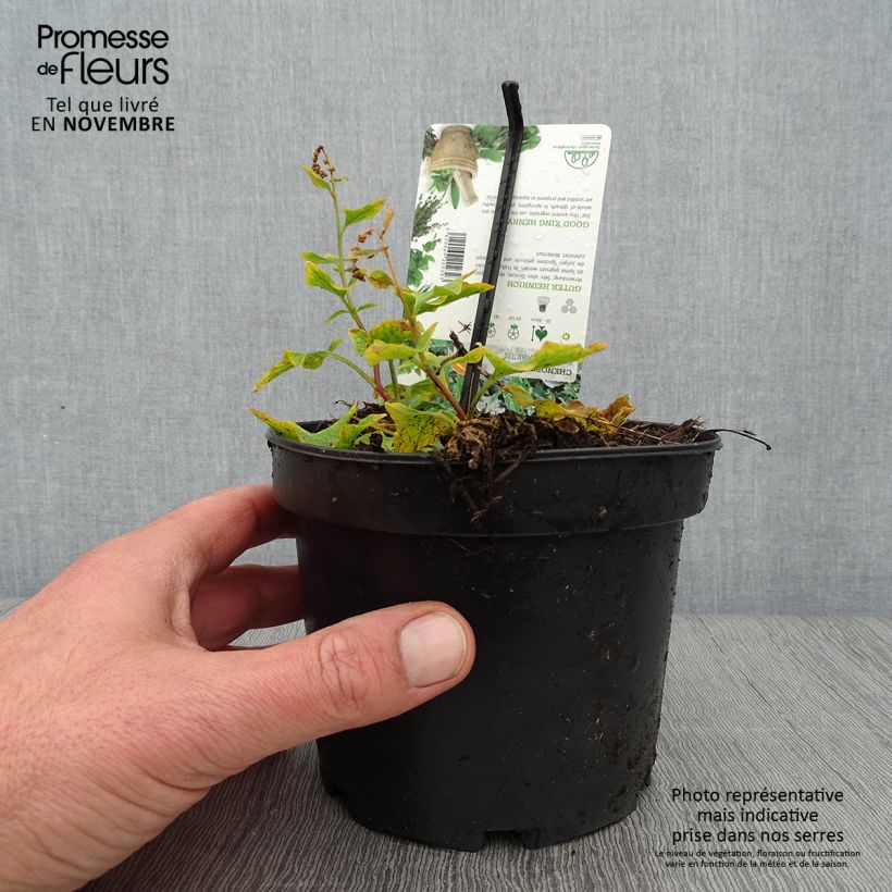 Exemplar von Chénopode Bon Henri en plant - Chenopodium bonus-henricus Godet de 8/9 cm wie im Herbst geliefert