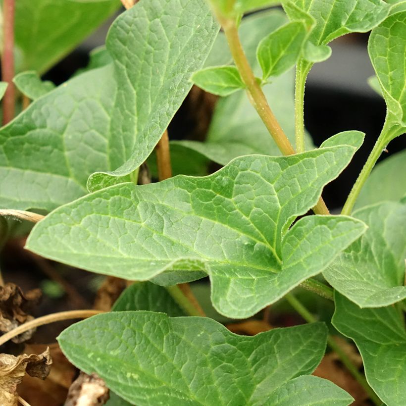 Guter Heinrich (Pflanzen) - Chenopodium bonus-henricus (Foliage)