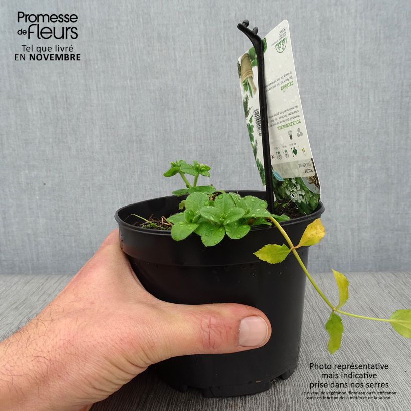 Exemplar von Chervis - Sium sisarum Pot de 1,5L/2L wie im Herbst geliefert