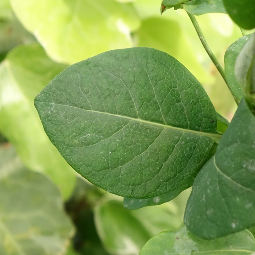 Lonicera periclymenum Belgica Select - Wald-Geißschlinge (Laub)