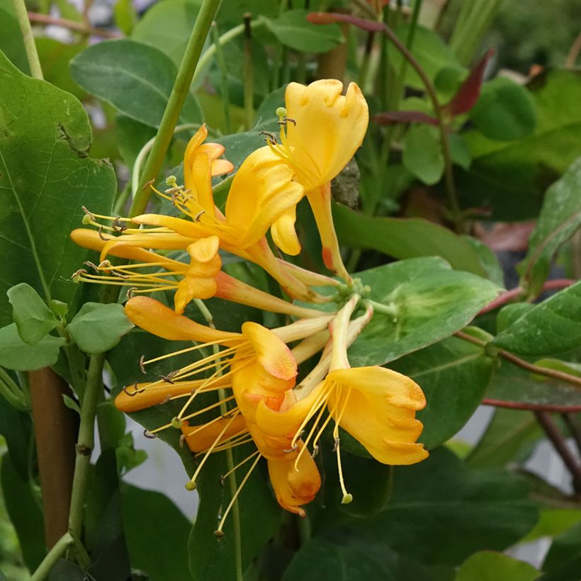 Lonicera tellmaniana - Gold-Geißblatt (Blüte)