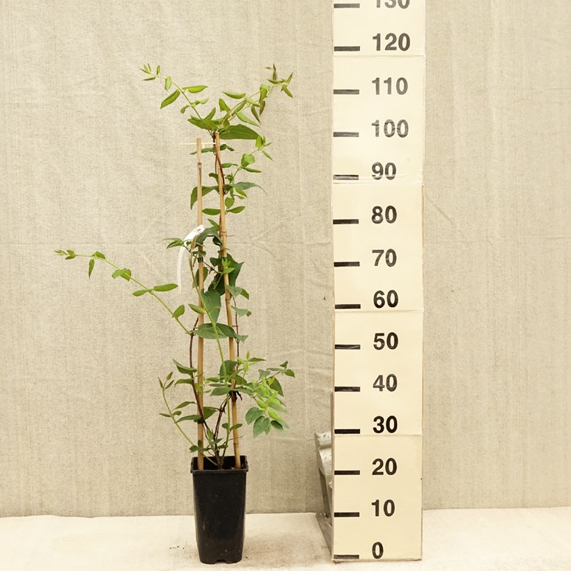 Exemplar von Lonicera henryi Caprilia Ever - Immergrünes Geißblatt Topf mit 2L/3L wie im Sommer geliefert