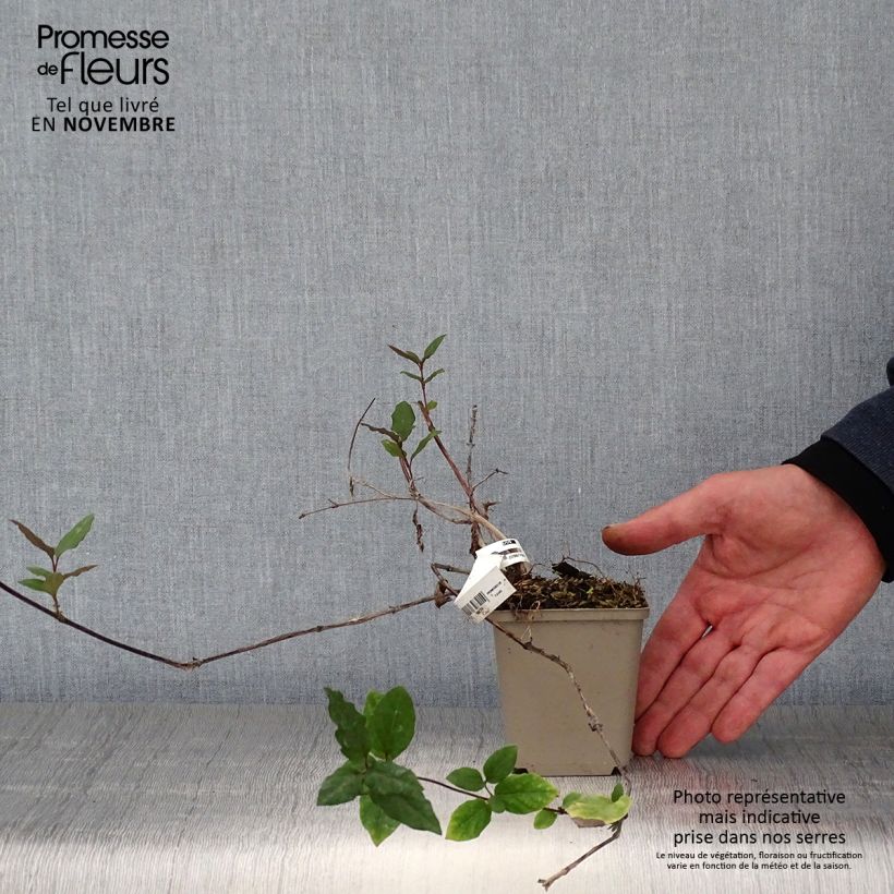Exemplar von Lonicera japonica Sinensis - Japanisches Geißblatt Kleine Töpfe von 8/9 cm wie im Herbst geliefert