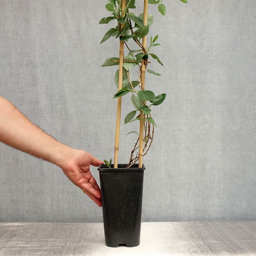 Exemplar von Lonicera heckrottii Gold Flame - Feuer-Geißblatt Topf mit 2L/3L wie im Sommer geliefert