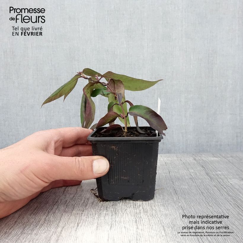 Exemplar von Chèvrefeuille hybride - Lonicera Marinella Godet de 8/9 cm wie im Winter geliefert
