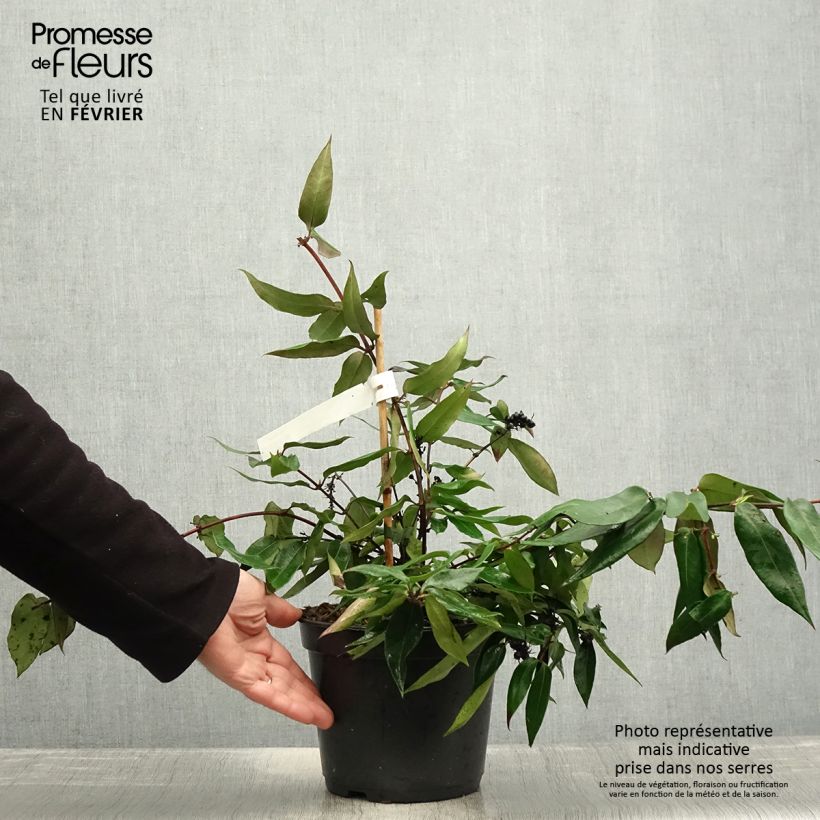 Exemplar von Chèvrefeuille hybride - Lonicera Marinella Pot de 4L/5L wie im Winter geliefert