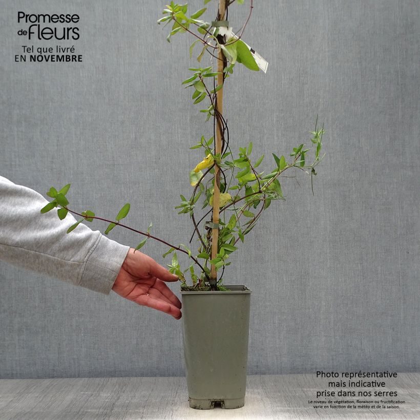 Exemplar von Lonicera japonica Aureoreticulata - Japanisches Geißblatt Topf mit 2L/3L wie im Herbst geliefert
