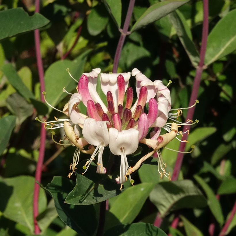Lonicera periclymenum Belgica - Wald-Geißschlinge (Blüte)