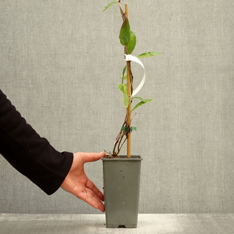 Exemplar von Lonicera sempervirens Cedar Lane - Immergrünes Geißblatt Topf mit 1,5L/2L wie im Herbst geliefert